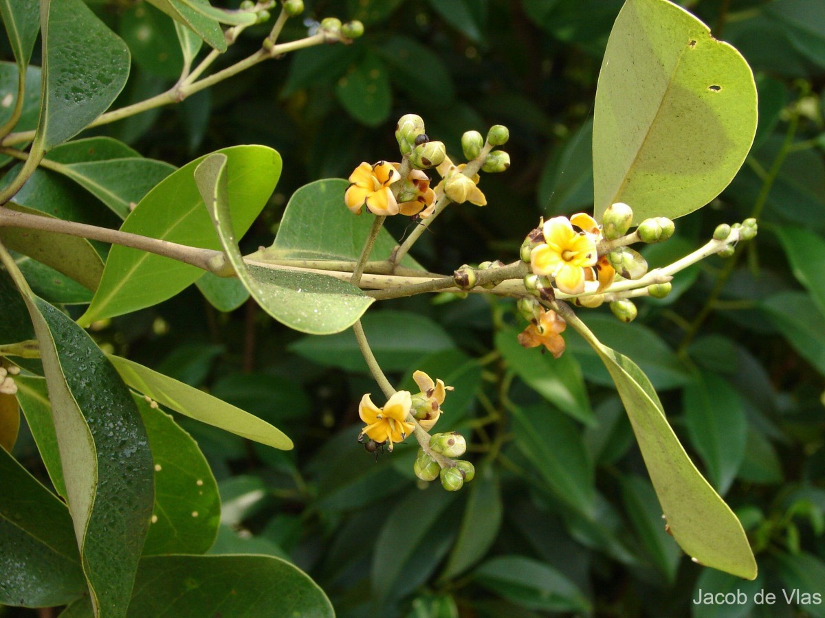Avicennia officinalis L.